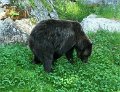 SAM_7225- l'orso bruno Orfeo